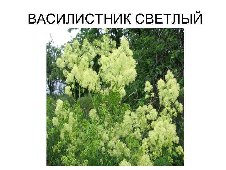 ВАСИЛИСТНИК СВЕТЛЫЙ 