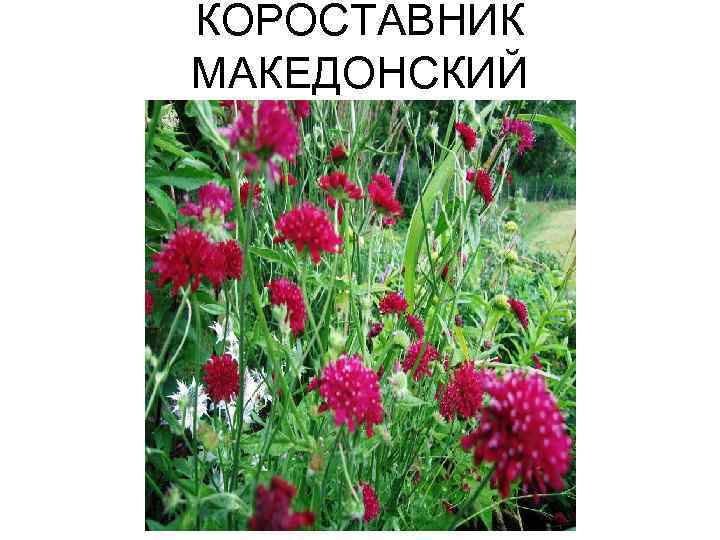КОРОСТАВНИК МАКЕДОНСКИЙ 
