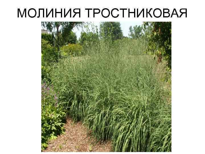 МОЛИНИЯ ТРОСТНИКОВАЯ 