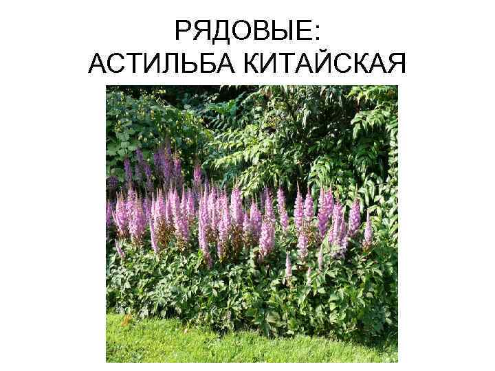 РЯДОВЫЕ: АСТИЛЬБА КИТАЙСКАЯ 
