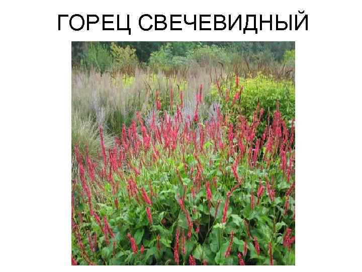 ГОРЕЦ СВЕЧЕВИДНЫЙ 
