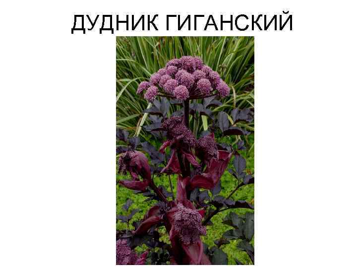 ДУДНИК ГИГАНСКИЙ 