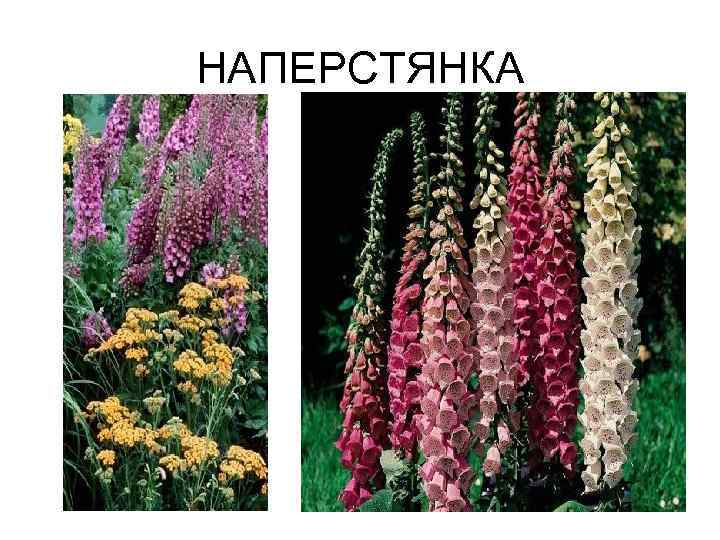 НАПЕРСТЯНКА 