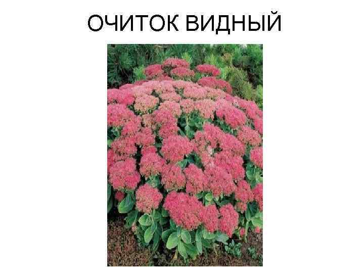 ОЧИТОК ВИДНЫЙ 