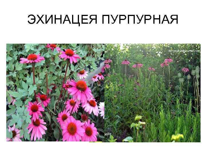 ЭХИНАЦЕЯ ПУРПУРНАЯ 