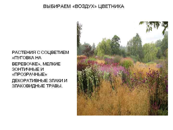 ВЫБИРАЕМ «ВОЗДУХ» ЦВЕТНИКА РАСТЕНИЯ С СОЦВЕТИЕМ «ПУГОВКА НА ВЕРЕВОЧКЕ» , МЕЛКИЕ ЗОНТИЧНЫЕ И «ПРОЗРАЧНЫЕ»