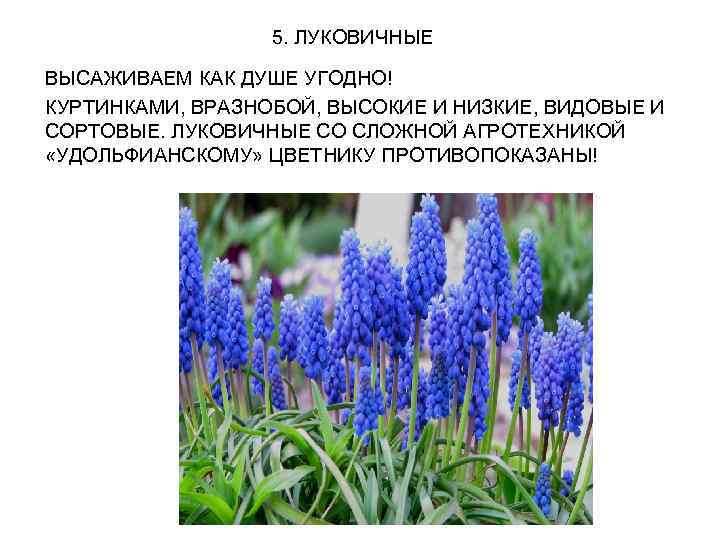 5. ЛУКОВИЧНЫЕ ВЫСАЖИВАЕМ КАК ДУШЕ УГОДНО! КУРТИНКАМИ, ВРАЗНОБОЙ, ВЫСОКИЕ И НИЗКИЕ, ВИДОВЫЕ И СОРТОВЫЕ.