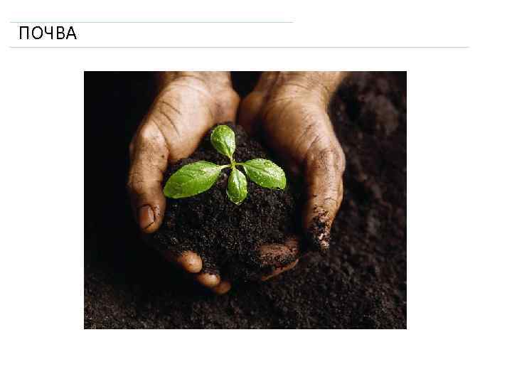 ПОЧВА 