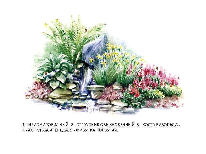 1 - ИРИС АИРОВИДНЫЙ, 2 - СТРАУСНИК ОБЫКНОВЕННЫЙ, 3 - ХОСТА ЗИБОЛЬДА , 4