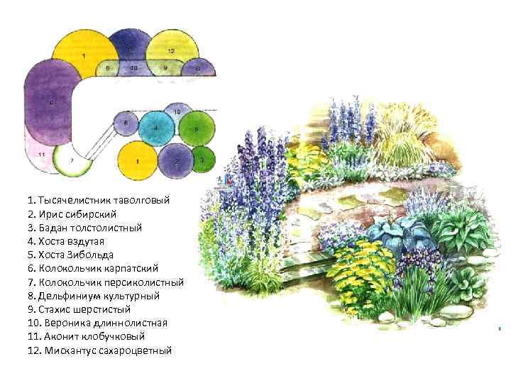 1. Тысячелистник таволговый 2. Ирис сибирский 3. Бадан толстолистный 4. Хоста вздутая 5. Хоста