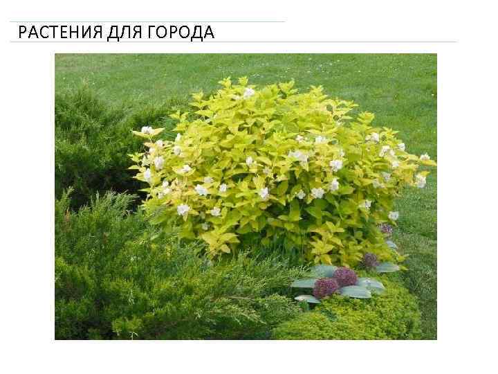 РАСТЕНИЯ ДЛЯ ГОРОДА 