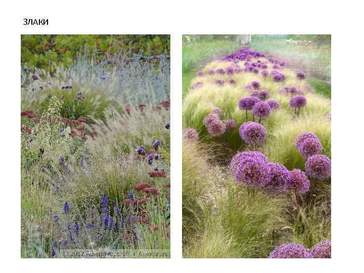 ЗЛАКИ 