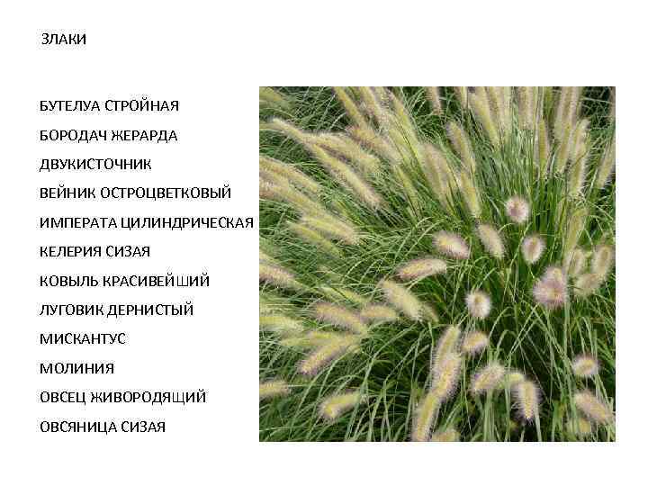 ЗЛАКИ БУТЕЛУА СТРОЙНАЯ БОРОДАЧ ЖЕРАРДА ДВУКИСТОЧНИК ВЕЙНИК ОСТРОЦВЕТКОВЫЙ ИМПЕРАТА ЦИЛИНДРИЧЕСКАЯ КЕЛЕРИЯ СИЗАЯ КОВЫЛЬ КРАСИВЕЙШИЙ