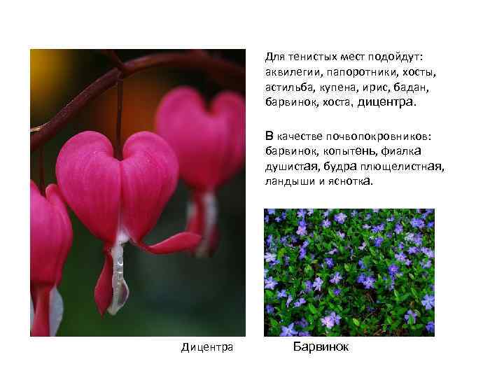 Для тенистых мест подойдут: аквилегии, папоротники, хосты, астильба, купена, ирис, бадан, барвинок, хоста, дицентра.