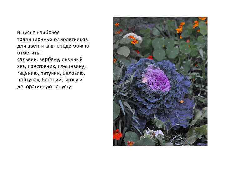 В числе наиболее традиционных однолетников для цветника в городе можно отметить: сальвии, вербену, львиный