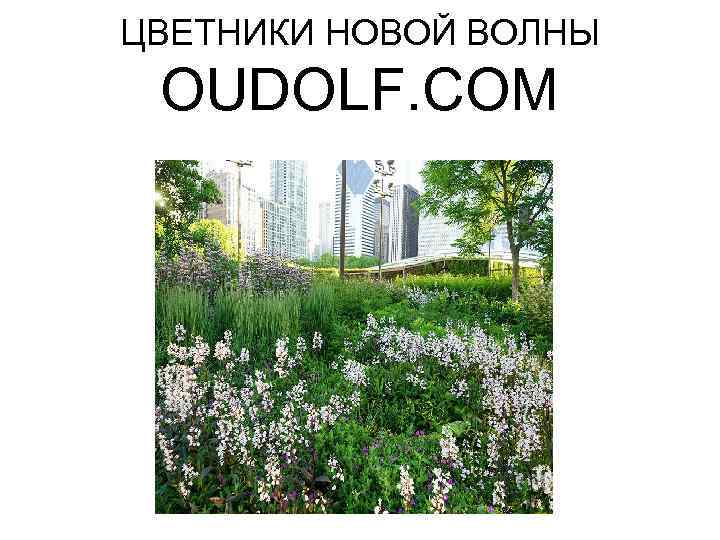 ЦВЕТНИКИ НОВОЙ ВОЛНЫ OUDOLF. COM 