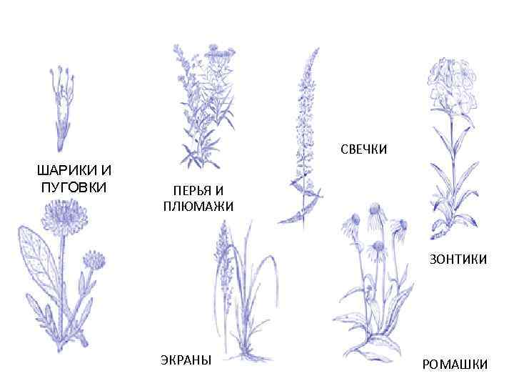СВЕЧКИ ШАРИКИ И ПУГОВКИ ПЕРЬЯ И ПЛЮМАЖИ ЗОНТИКИ ЭКРАНЫ РОМАШКИ 