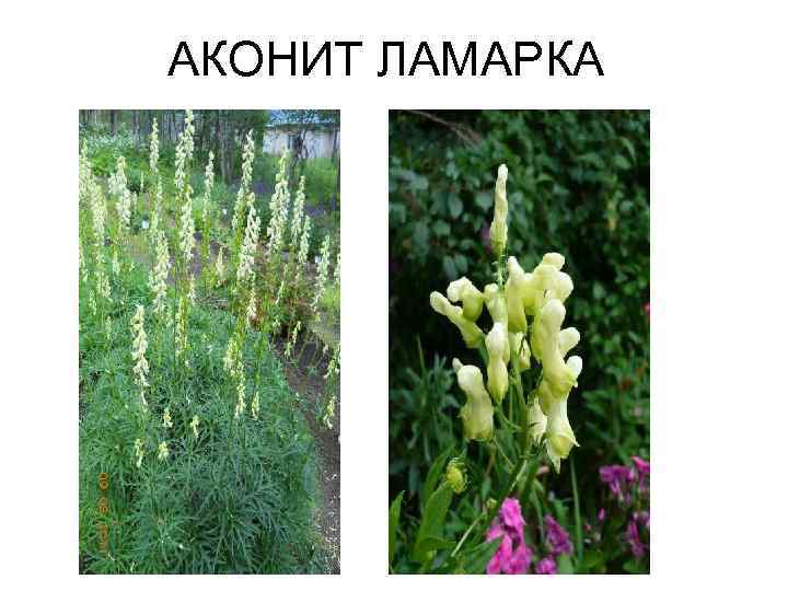 АКОНИТ ЛАМАРКА 