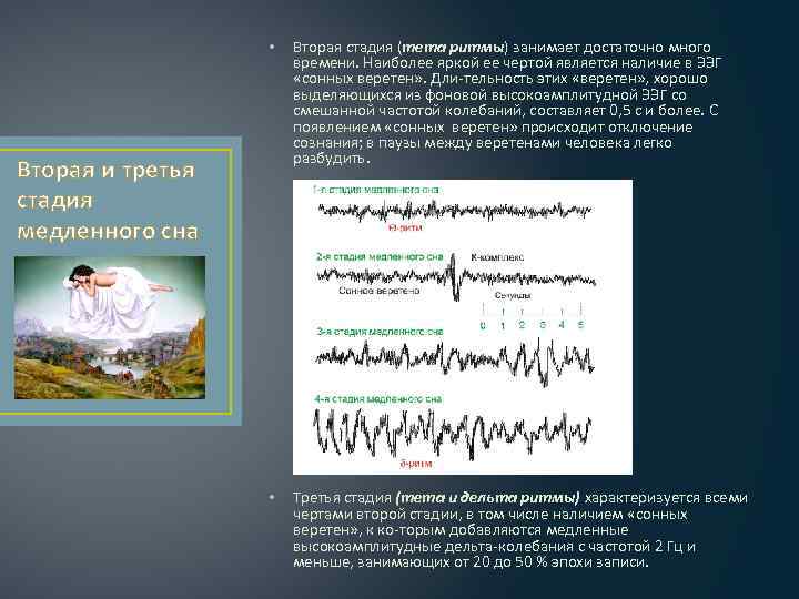  • Вторая стадия (тета ритмы) занимает достаточно много времени. Наиболее яркой ее чертой