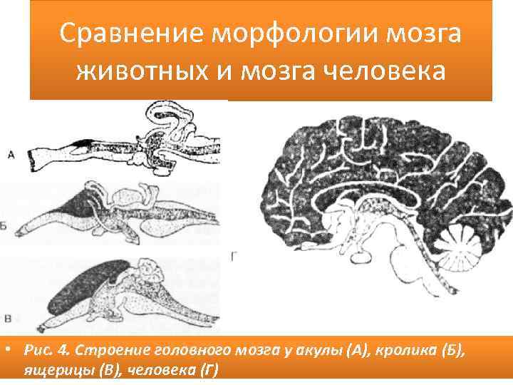 Сравнение морфологии мозга животных и мозга человека • Рис. 4. Строение головного мозга у