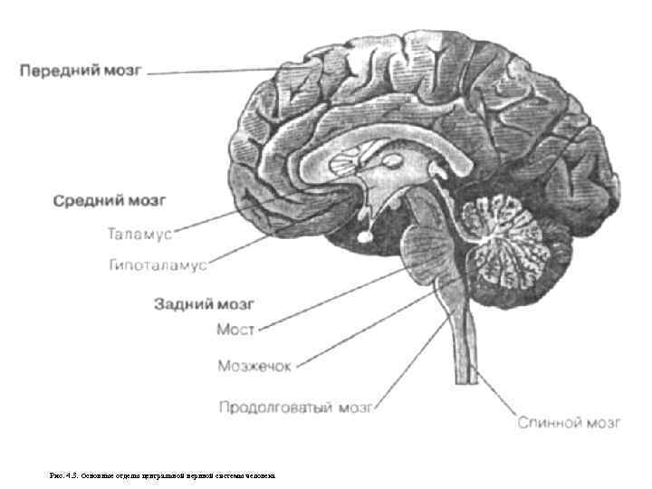 Рис. 4. 3. Основные отделы центральной нервной системы человека 