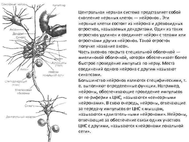 Центральная нервная система представляет собой скопление нервных клеток — нейронов. Эти нервные клетки состоят