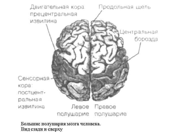 Большие полушария мозга человека. Вид сзади и сверху 