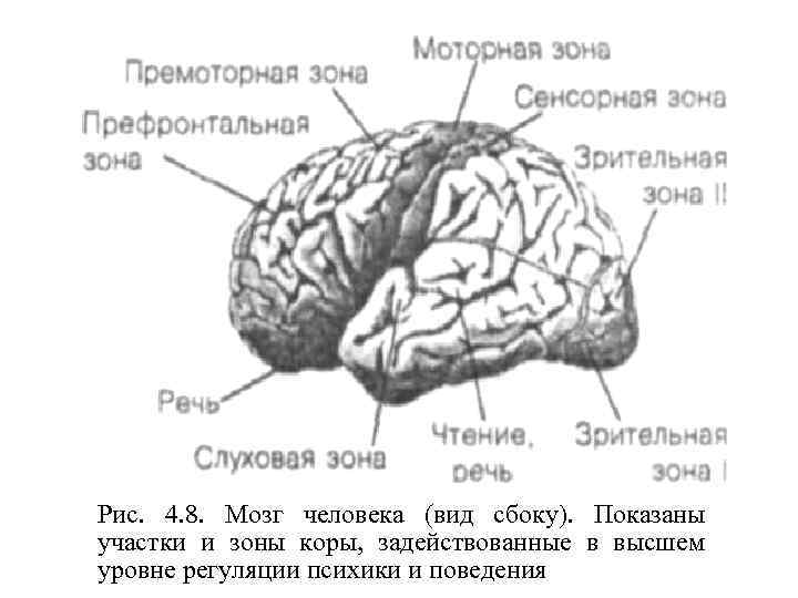 Рис. 4. 8. Мозг человека (вид сбоку). Показаны участки и зоны коры, задействованные в