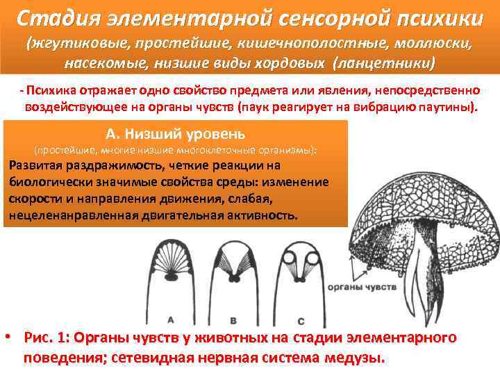 Стадия элементарной сенсорной психики (жгутиковые, простейшие, кишечнополостные, моллюски, насекомые, низшие виды хордовых (ланцетники) Психика