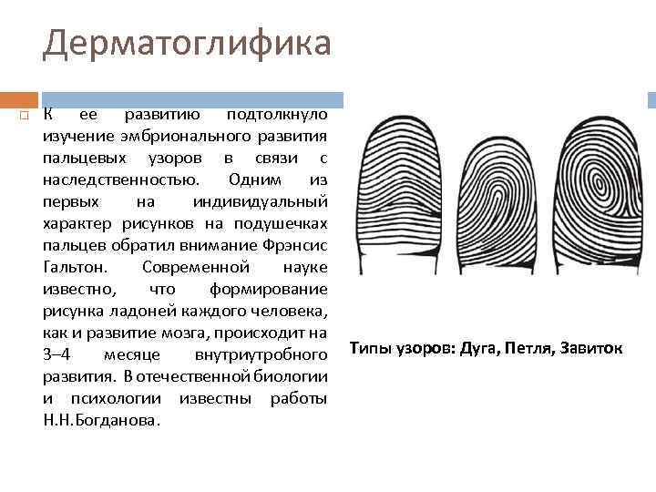 Дерматоглифика К ее развитию подтолкнуло изучение эмбрионального развития пальцевых узоров в связи с наследственностью.