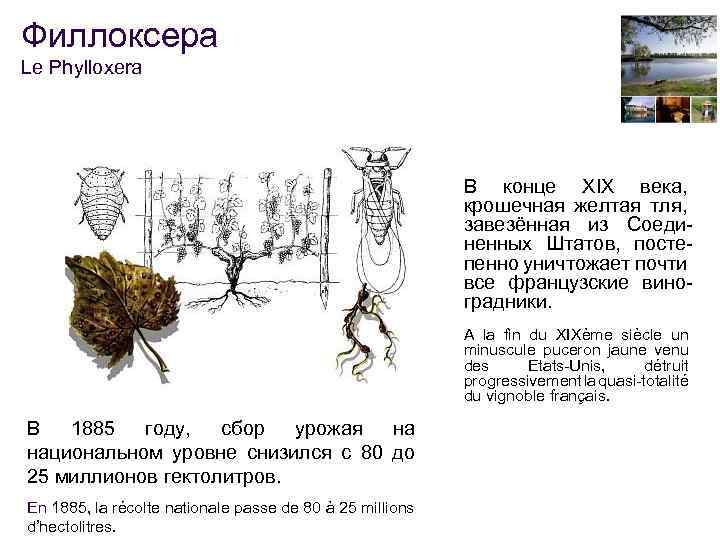 Филлоксера Le Phylloxera В конце XIX века, крошечная желтая тля, завезённая из Соединенных Штатов,