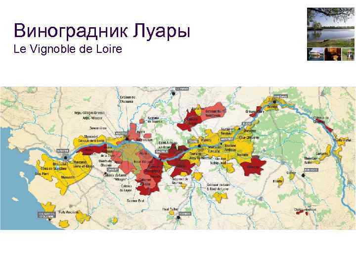 Виноградник Луары Le Vignoble de Loire 2 