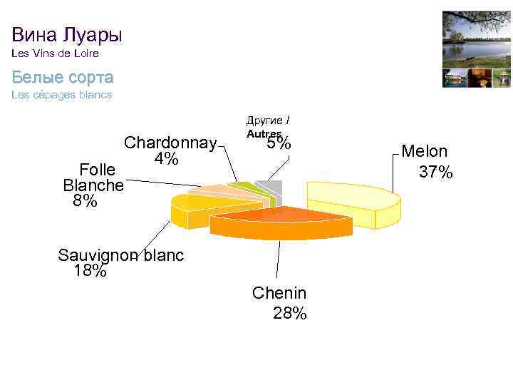 Вина Луары Les Vins de Loire Белые сорта Les cépages blancs Chardonnay 4% Другие