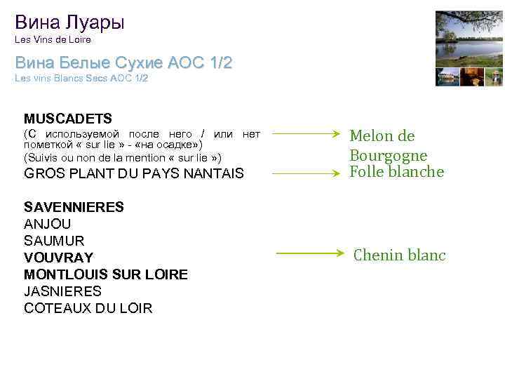 Вина Луары Les Vins de Loire Вина Белые Сухие АОС 1/2 Les vins Blancs