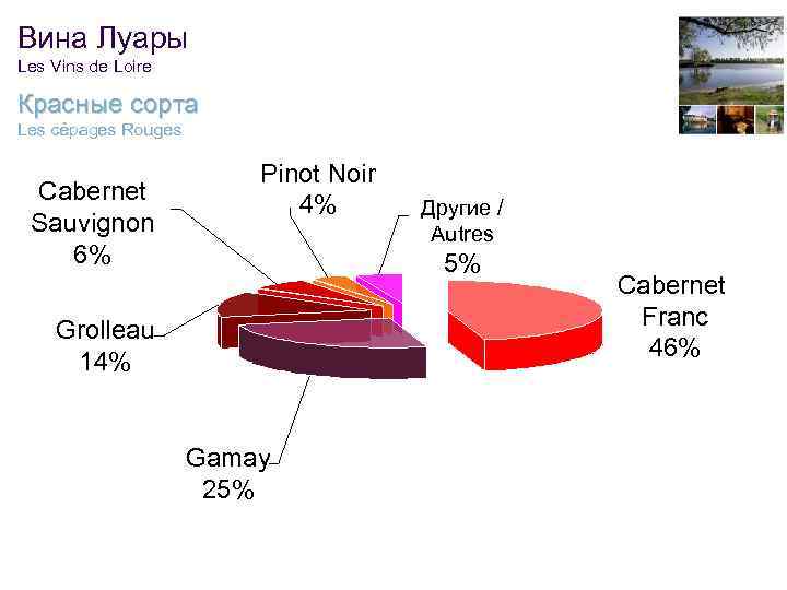 Вина Луары Les Vins de Loire Красные сорта Les cépages Rouges Cabernet Sauvignon 6%