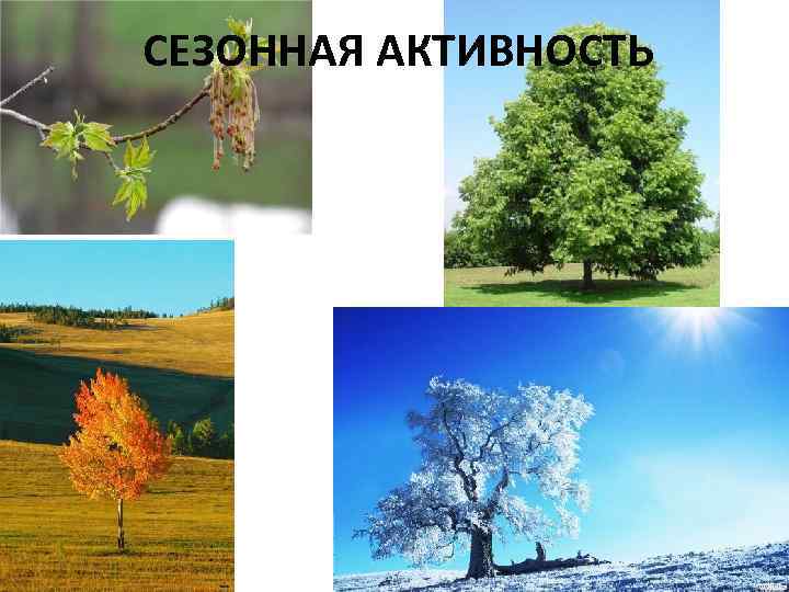 СЕЗОННАЯ АКТИВНОСТЬ 