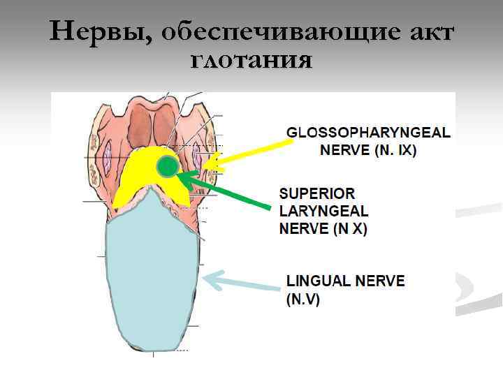 Нервы, обеспечивающие акт глотания 