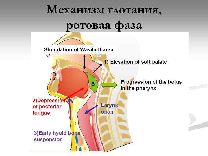 Схема глотательного рефлекса