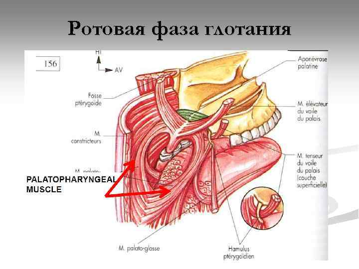 Акт глотания