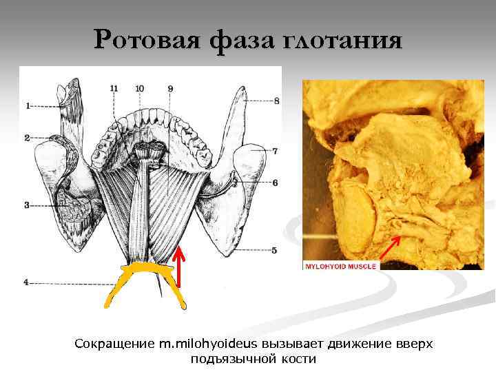 Ротовая фаза глотания Сокращение m. milohyoideus вызывает движение вверх подъязычной кости 