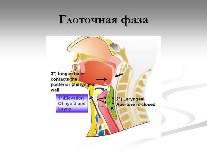 Глоточная фаза 