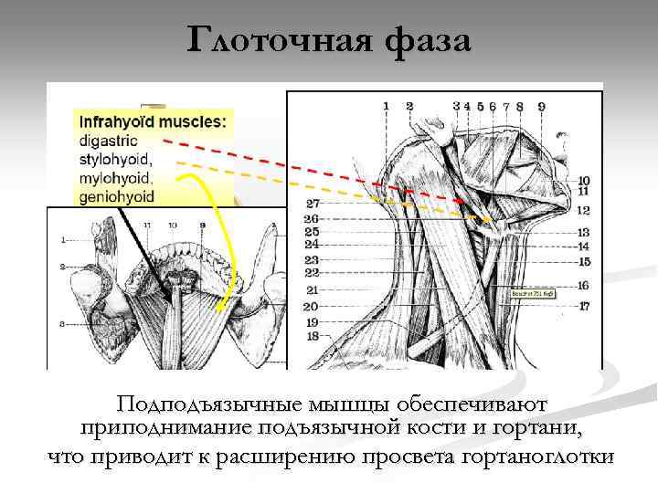 Глоточная фаза Подподъязычные мышцы обеспечивают приподнимание подъязычной кости и гортани, что приводит к расширению