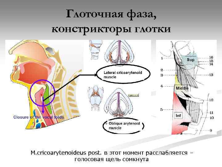 Глоточная фаза, констрикторы глотки M. сricoarytenoideus post. в этот момент расслабляется – голосовая щель