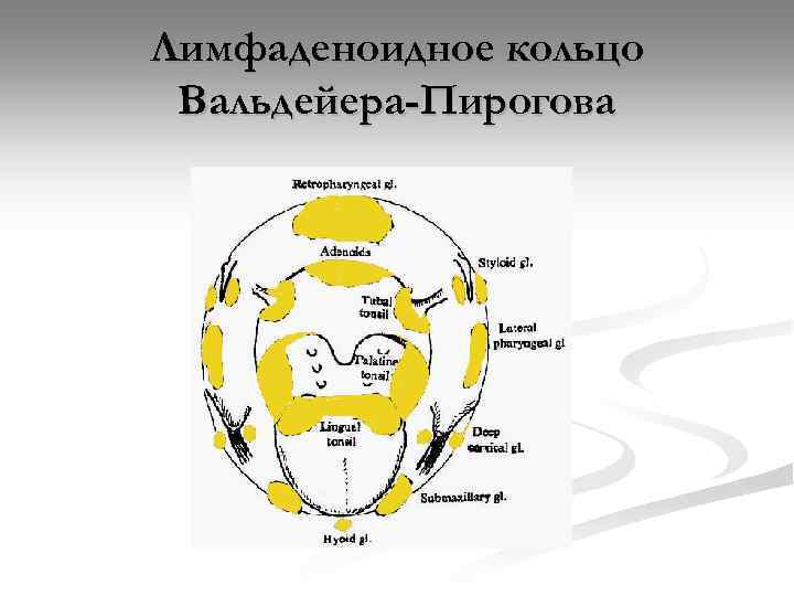 Лимфоидное кольцо блок схема