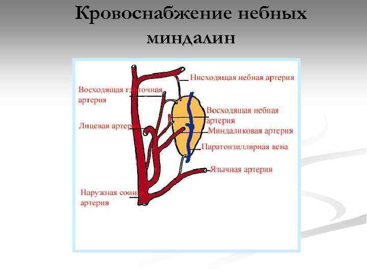 Кровоснабжение небных миндалин 
