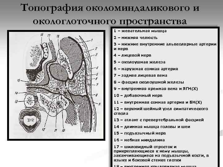 Топография околоминдаликового и окологлоточного пространства 1 – жевательная мышца 2 – нижняя челюсть 3