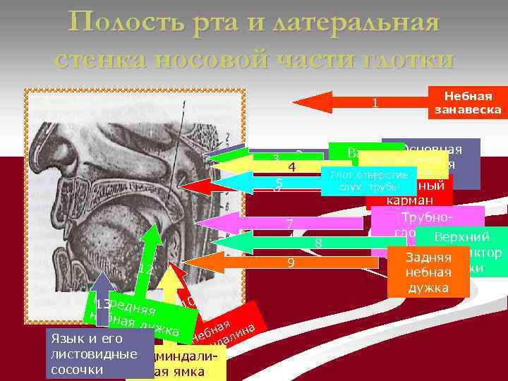 Что образуют боковые стенки полости рта