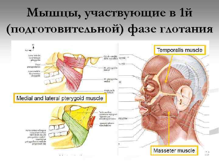 Мышцы участвующие