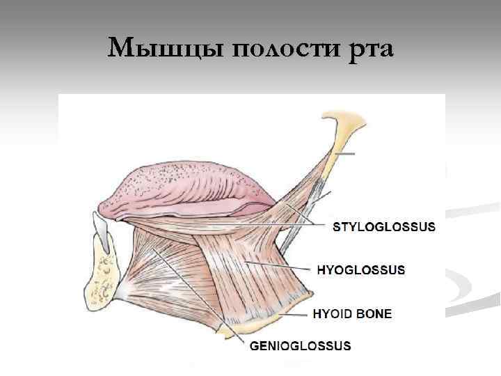 Мышцы рта