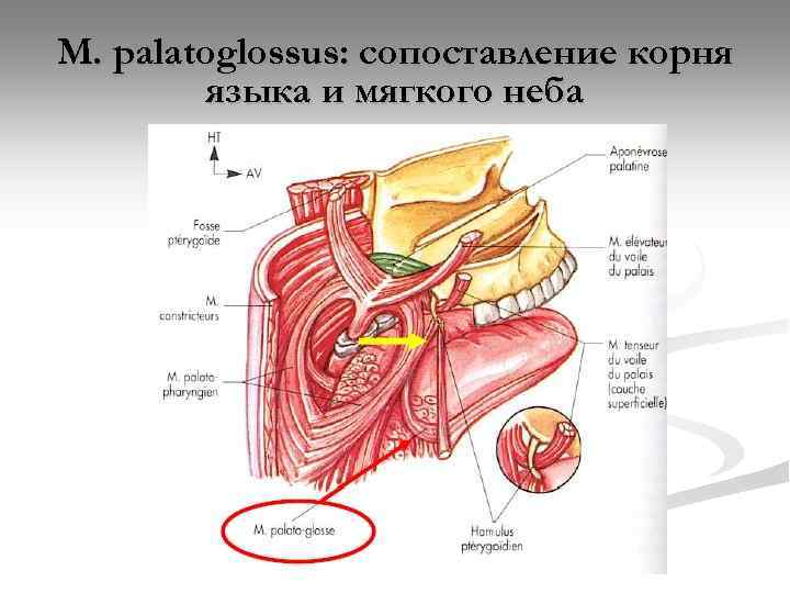 M. palatoglossus: сопоставление корня языка и мягкого неба 